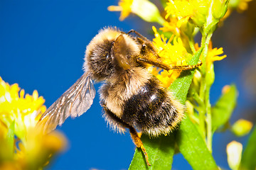 Image showing Bumblebee