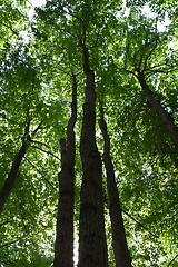 Image showing Green forest