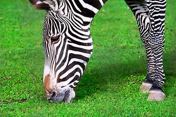 Image showing Zebra