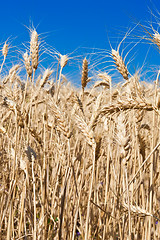 Image showing Wheat field