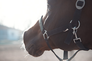 Image showing Single horse