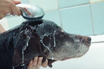 Image showing Washing dog