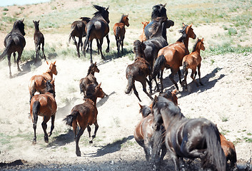 Image showing Herd of horses