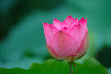 Image showing blooming lotus flower with sharp