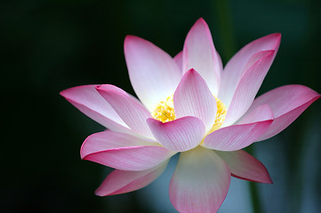 Image showing Lotus flower over dark background