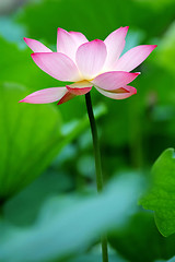 Image showing Single lotus flower between the greed lotus pads