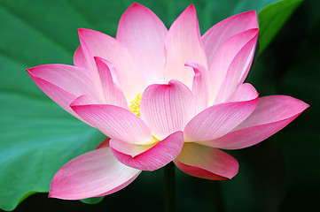 Image showing Blooming lotus flower