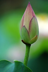 Image showing Blossom of lotus