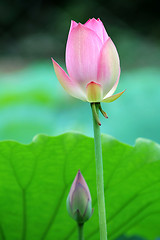 Image showing The lotus flower and bud