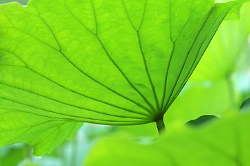 Image showing Lotus leaves