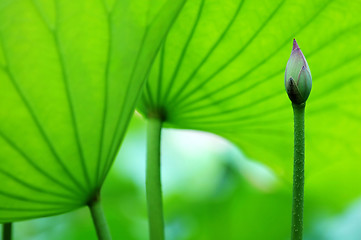 Image showing The blossom of lotus and leaves