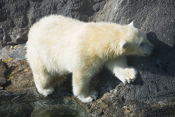 Image showing Polar bear