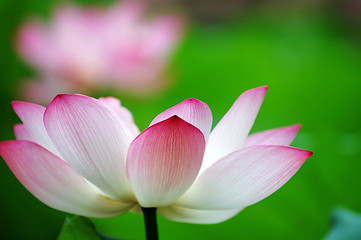 Image showing Lotus flower