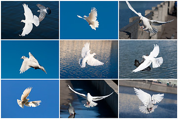 Image showing White pigeons