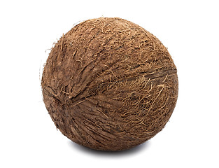 Image showing Coconut