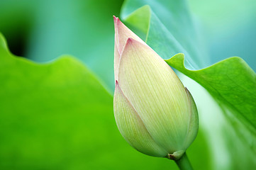 Image showing The green blossom of lotus
