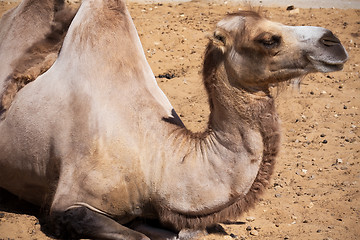 Image showing Camel