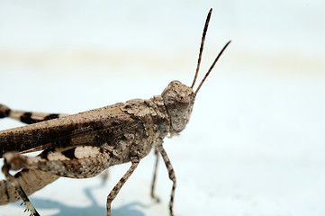 Image showing Grasshopper over white background