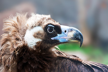 Image showing Cinereous Vulture