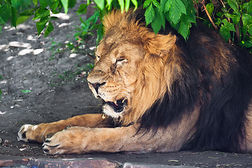 Image showing Lion