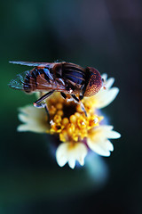 Image showing Eristalis tenax on tridax procumbens flower