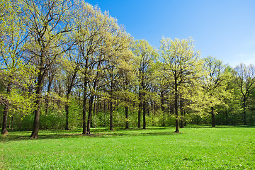 Image showing Summer landscape