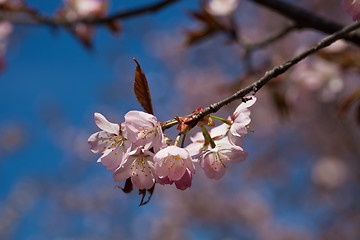 Image showing Cherry blossom