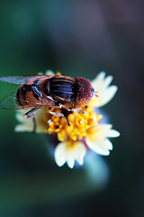 Image showing Eristalis tenax on tridax procumbens flower