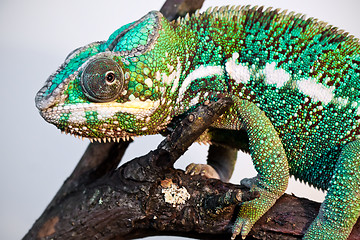 Image showing Panther chameleon