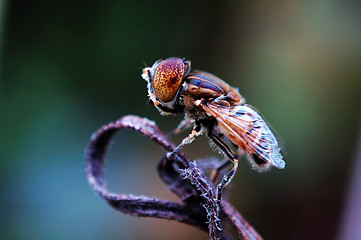 Image showing Eristalis tenax on withered plant