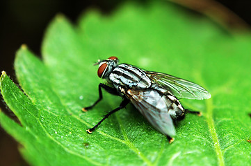 Image showing Red eye fly