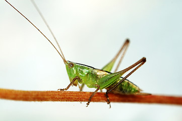 Image showing Grasshopper on stalk over white background