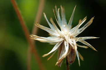 Image showing Seed of tridax procumben