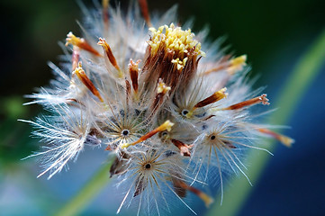 Image showing Seed of tridax procumben