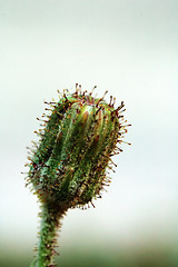 Image showing Bud of asteraceae plant