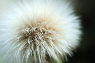 Image showing Fluff of taraxacum like seed of plant