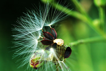 Image showing Fluff of seed