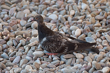 Image showing Dove on the pebbles.
