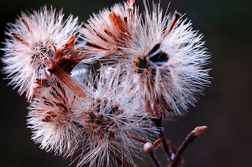 Image showing Seed heads of conyza bonariensis