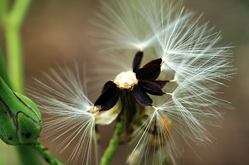 Image showing Seeds of head lettuce