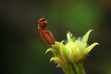 Image showing The seed of climbing plant