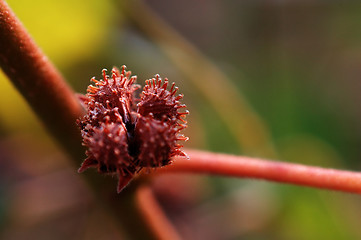 Image showing Nut, seed of plant