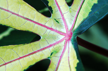 Image showing Leaf