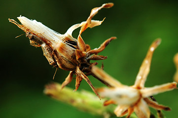 Image showing Dry flower with bugs