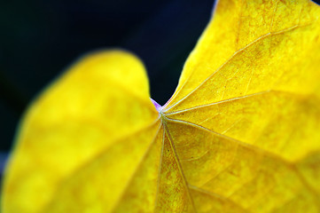 Image showing Details of leaf