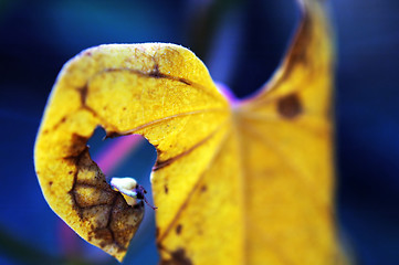 Image showing Leaf of climbing plant