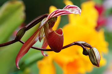 Image showing Pink lady slipper (orchid)