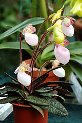 Image showing Lady slipper (orchid)