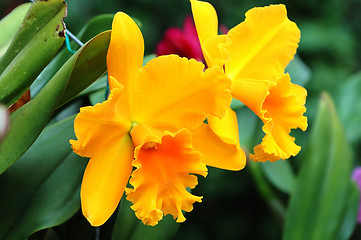 Image showing Yellow orchid