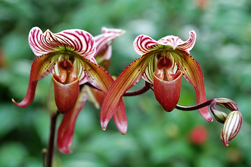 Image showing Pink lady slipper (orchid)